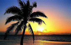 己巳年大林木命人婚姻怎么样，己巳年大林木命人和什么命较配