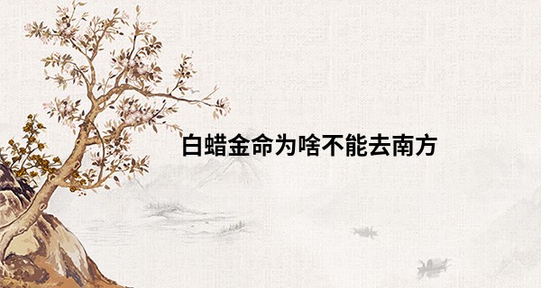 白蜡金命为啥不能去南方